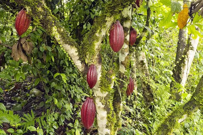 Amazonía: Donde el cacao sueña